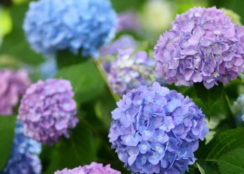 Hydrangea in difference colors