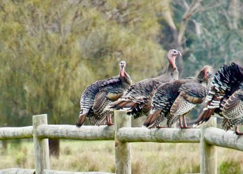 A group of wild turkeys stand on a fence.