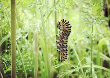 homesteading-pollinators-caterpillar