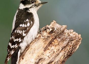 sofo-downy-woodpecker