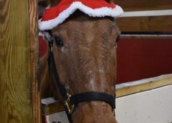 A friend you'll meet on the Holiday Farm Light Tours at Spirit's Promise Equine Rescue.