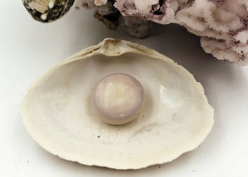 The giant pearl found at Gosman’s Fish Market.