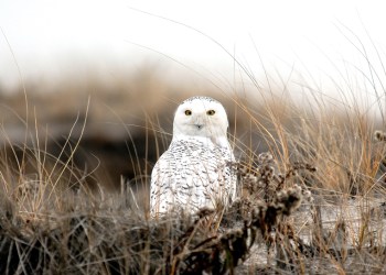 A wintering snowy owl on the East End