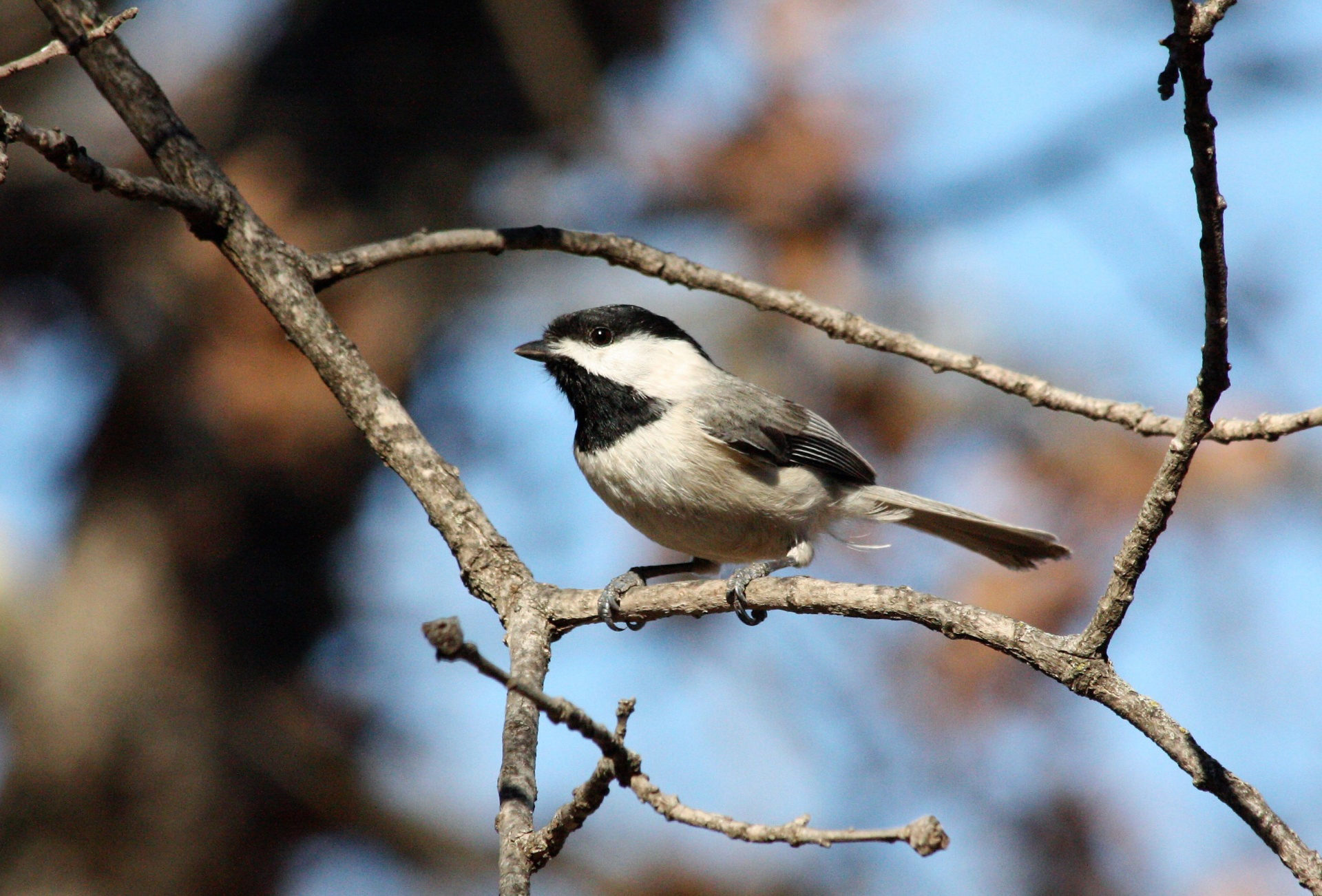 Show your kids a black-capped chickadee at the Elizabeth Morton National Wildlife Refuge in the Hamptons