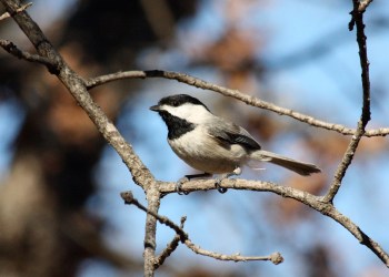 Show your kids a black-capped chickadee at the Elizabeth Morton National Wildlife Refuge in the Hamptons