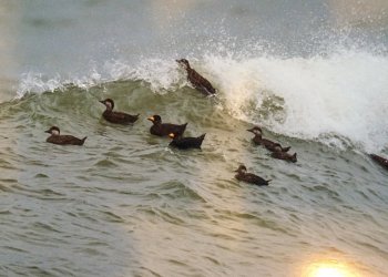 Black scoters, which can be spotted off Montauk Point in the winter