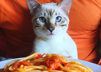 At the Spay-ghetti Fundraiser, you can purchase spaghetti dinners to help East End cats—what a sweet deal in the Hamptons