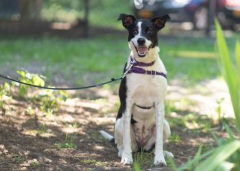 ARF's 3-year-old Stella is a smart, wonderful dog who will need a patient person willing to earn her trust. But don't let this fool you—she's no shrinking violet. She knows basic obedience, destroys stuffed toys and plays hard with other dogs.