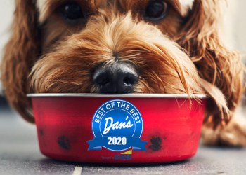 Close up of dog eating food from a red bowl