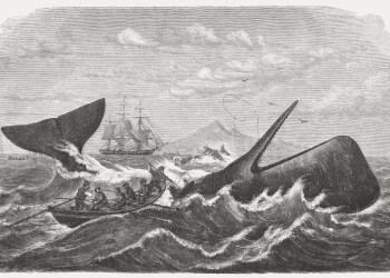 Whalers in action, wood engraving, published in 1869