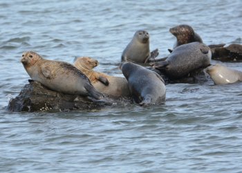 Spot sunbathing seals in Cupsogue this Saturday