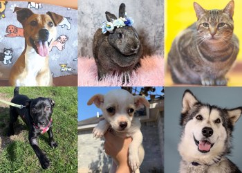 East End animals who may still be in need of a loving forever home