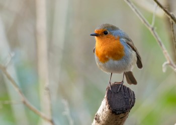 What birds await your first foray into birdwatching?