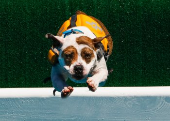 See dogs dive at the annual Greenport event on the North Fork this week