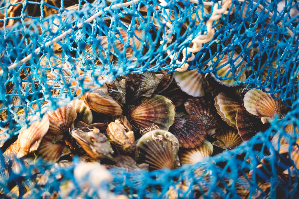 Peconic Bay is known for its fresh scallops, but die-off is killing them Peconic Bay scallops