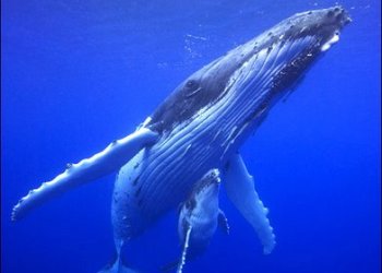 Humpback Whale and Calf (8)