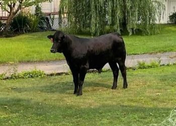 Here's the wild bull in somebody's yard, but some say it's a steer, not a bull