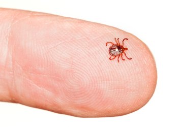 tick safety tip: Lone star tick larvae are smaller than the spot on the back of an adult lone star tick (shown here)