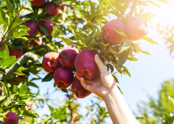 apple picking is back on the East End for 2021