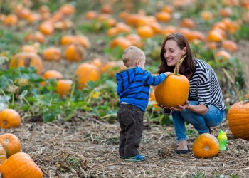 Pumpkin patch