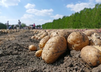 Farming potatoes on field, farm workers picking and transporting to the warehouse in a post Temik era