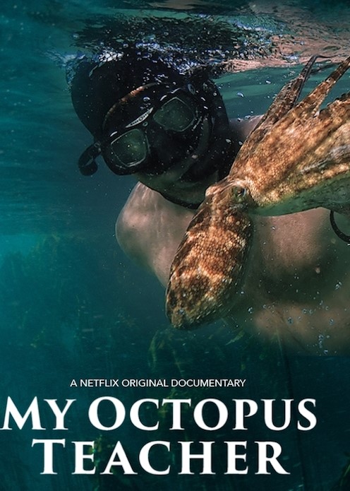 ‘My Octopus Teacher’ Panel + Film – Dan’s Papers