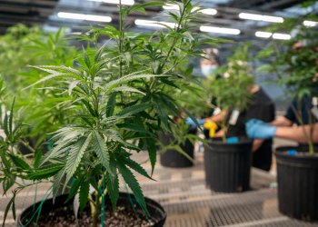 The state gave Columbia Care the green light for cultivation operations at its new facility in Jamesport.