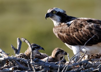 Osprey nesting with fledglings