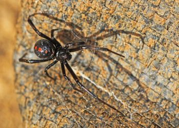 Black widow spider