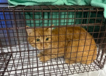 Abraham the cat shot with a pellet gun in Aquebogue this week