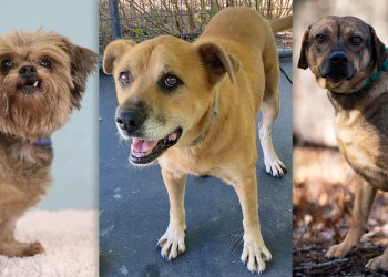 Senior dog Nim (SASF), Spike (gimme Shelter, and Marty (ARF) are available to adopt in the Hamptons now!