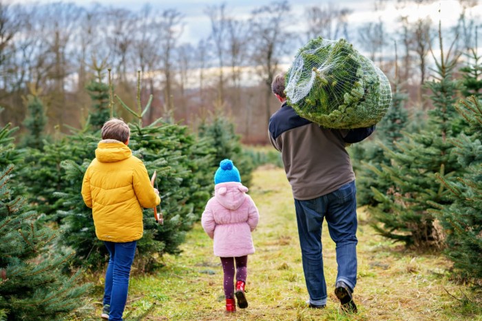 Know your Christmas trees when visiting your favorite local farms