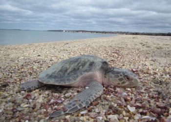 Cold stunned Kemp's ridley sea turtles land on East End beaches