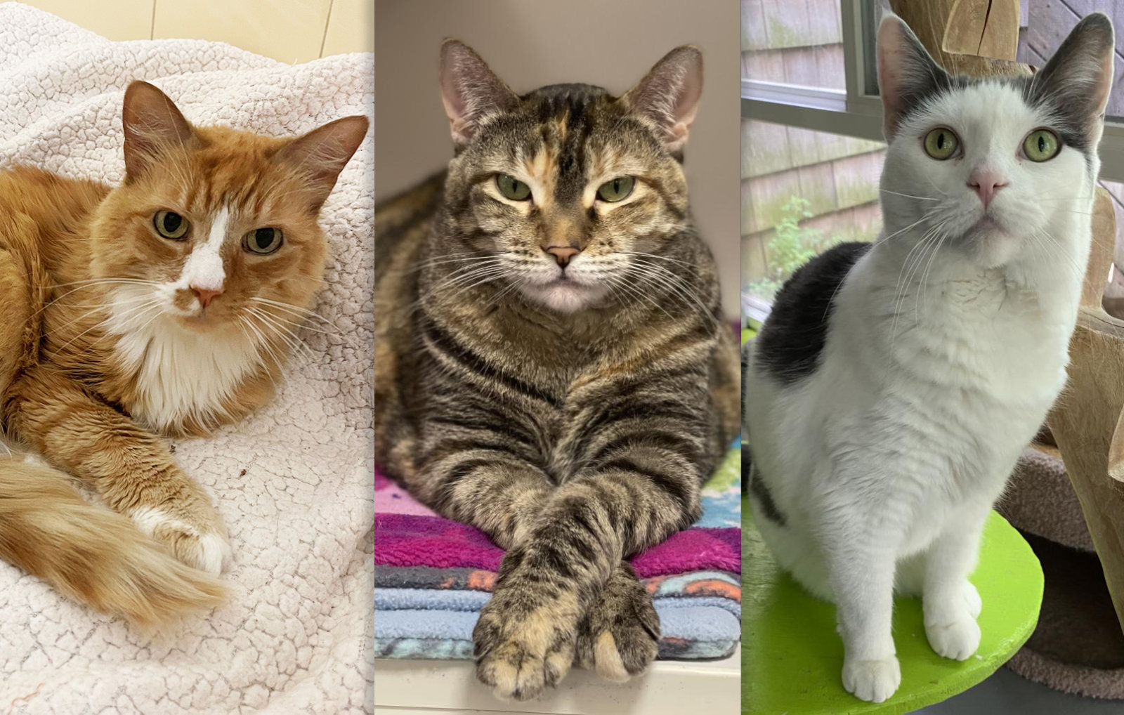 Adopt a Senior Cat from Your Local Hamptons Shelter