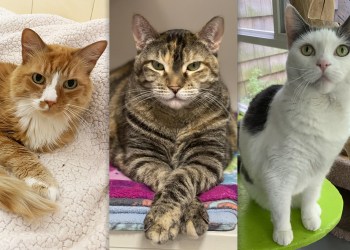 Senior cats Molly (ARF), Sky (SASF), and Lucy (SASF) are available to adopt now!