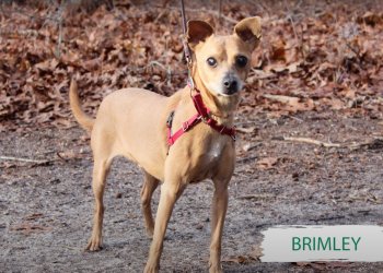Brimley ARF rescue dog