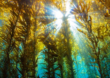 Kelp growing underwater