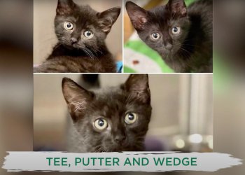 Kittens Tee Putter Wedge were adopted through ARF