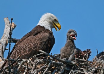 Bald eagle in nest with eaglet Christmas Bird COunt