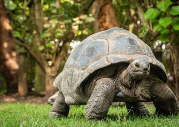 An Aldabra Tortoise at the Palm Beach Zoo