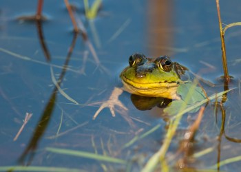 How many species of frogs will your child spot on this week's family friendly adventure?