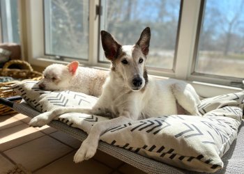 Ginger and Sparrow dogs at ease without separation anxiety