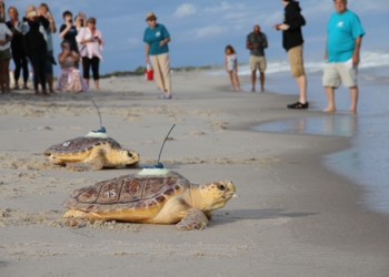 NYMRC releases two loggerhead sea turtles with satellite tags