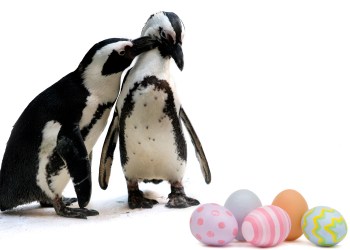 Kids, get ready to search the Long Island Aquarium to find where the resident penguins hid this year's plastic eggs!