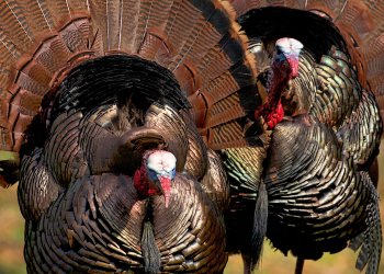 Male wild turkey with full spring tail feathers