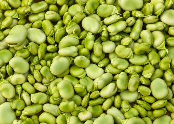 Nutritious healthy lima beans are the stuff of musicals.