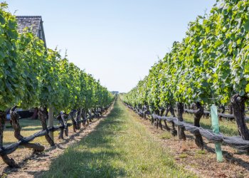 Pindar Vineyards vines on the North Fork