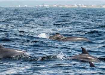 Shinnecock Bay dolphins swimming from the Shinnecock Inlet