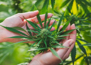 Woman controls the harvest of marijuana.