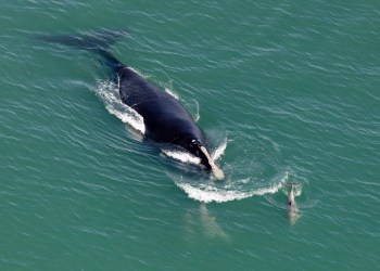 North Atlantic Right Whale need protection during the South Fork Wind project